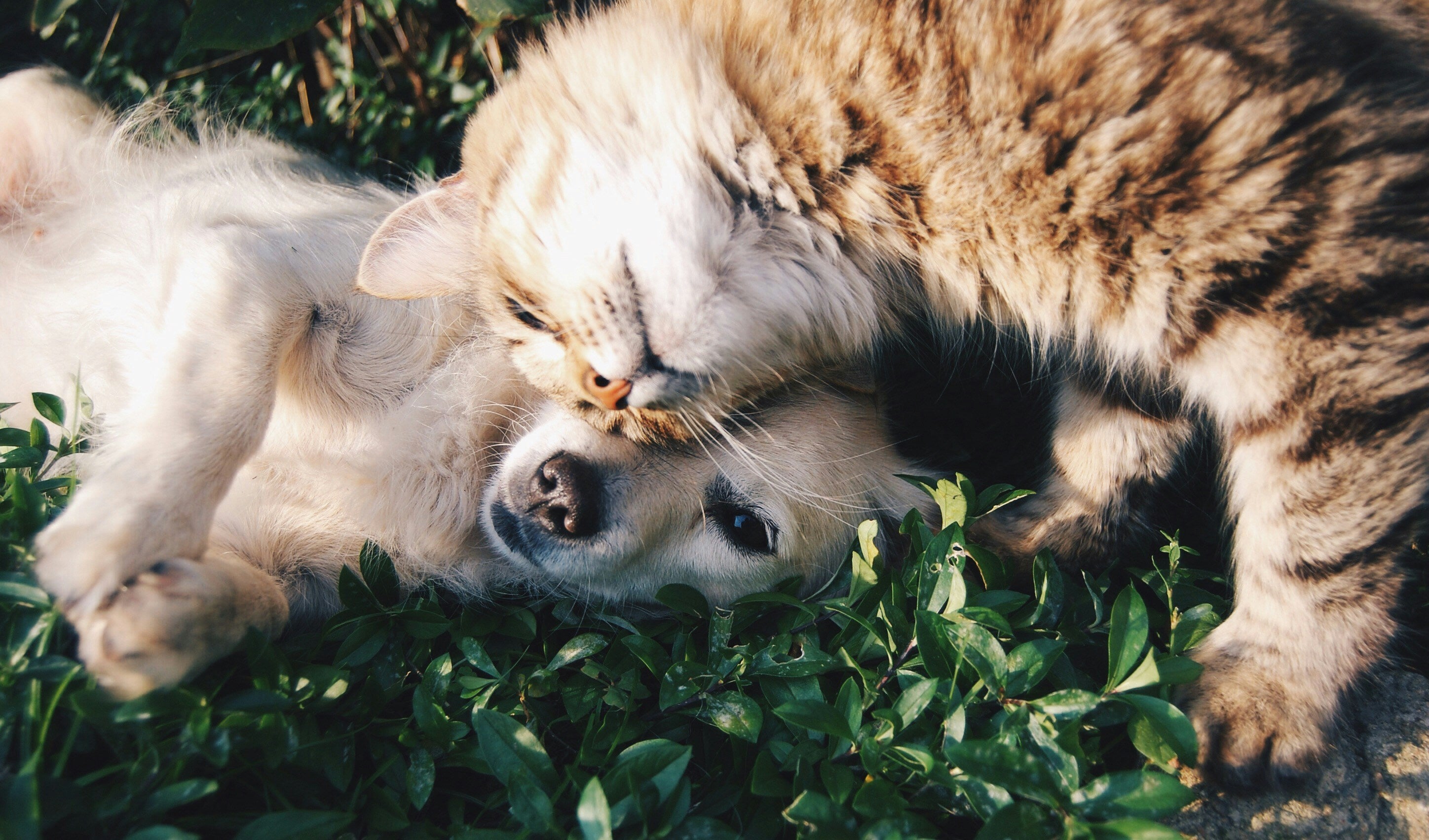 nuvara-hero-hund-katze.jpg